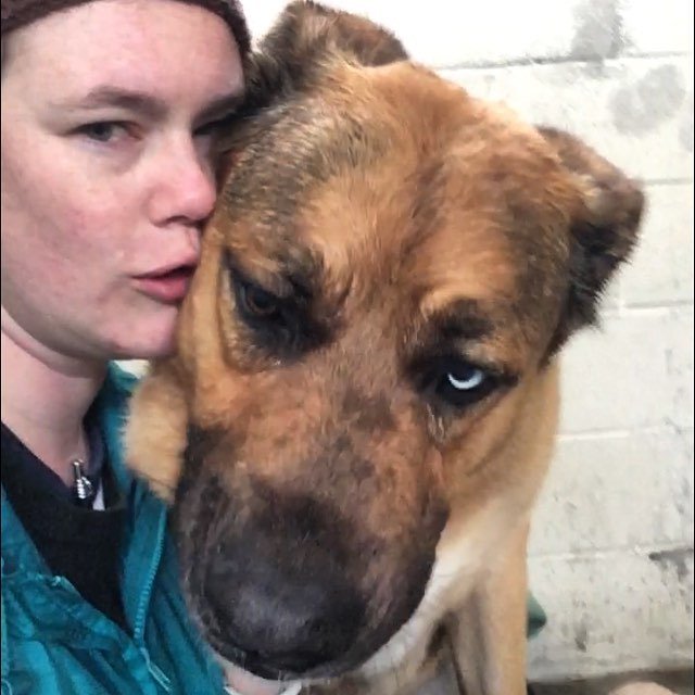 5citieshomes's tweet photo. My extra large friend Bogy is still available for anyone looking a mature, big ole goofy adoptee!😁💗
>> please share <<
https://t.co/4bzYJoIJwj
#shelterdog #adoptlocal #stbernardmix #adoptdontshop #sloanimalservices #sloanimalshelter #findahome #adop… https://t.co/FT2fP9DakY https://t.co/y7DLmXQ5pK