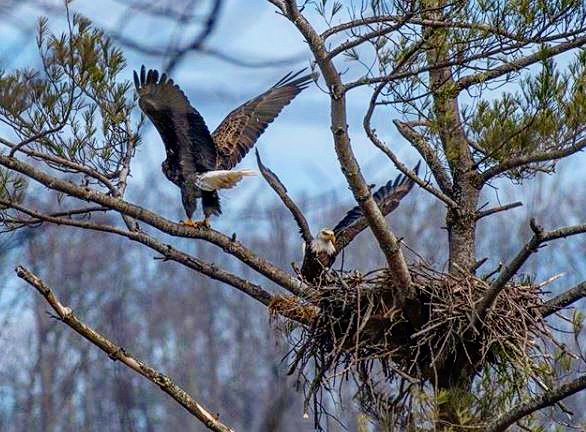 Lake_Junaluska's tweet photo. Shift change! The eagle love birds are guarding their nest. Love seeing these two around property! Thanks to @jeffgresko on IG for sharing.
#lakejunaluska #baldeagles #eagles #baldeagle #828isgreat #haynow #romanticasheville #blueridgemoments https://t.co/N0Y1Pn7v8b
