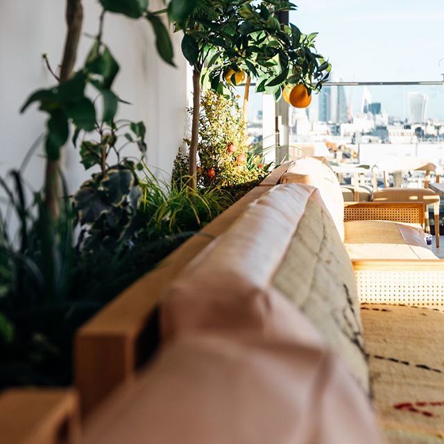 Sun dazed at B&amp;H Garden Room ☀️ ift.tt/2Nwzahj