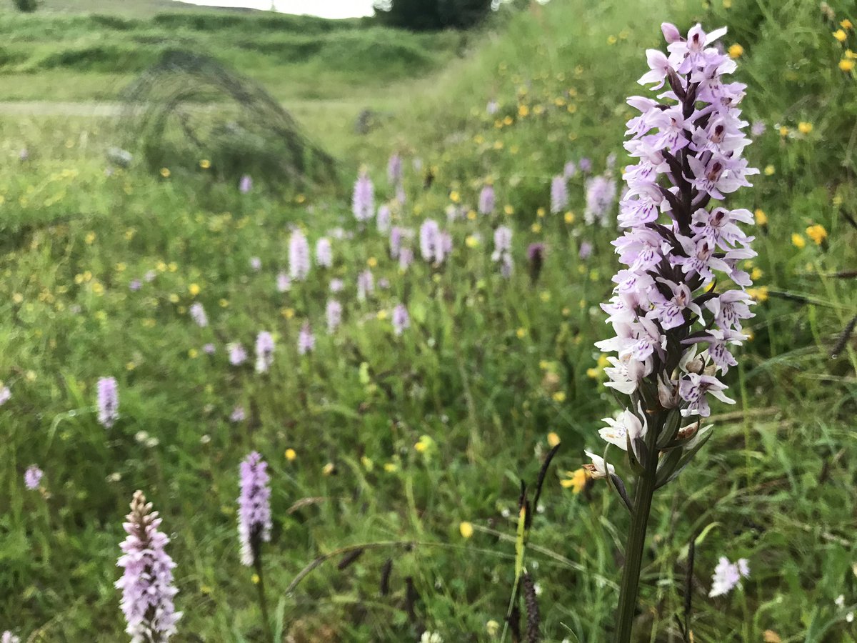 WhitcherWild's tweet image. The sun will soon start to bring some colour back to our grasslands. #springisintheair #grassland #orchid #springiscoming #flowers #flower