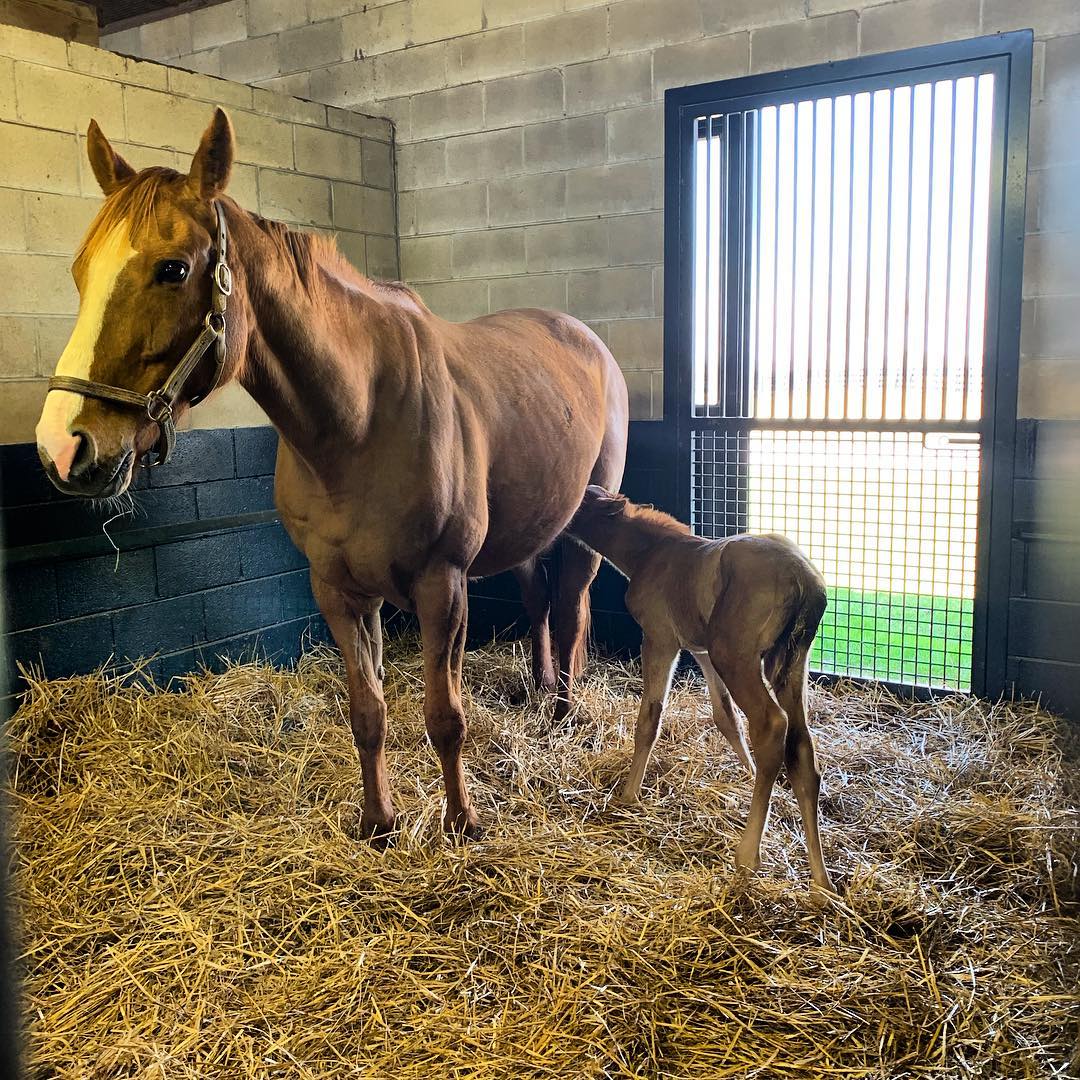 Our mare, Secret Someone, delivered a chestnut filly by Candy Ride last night. She seems to be settling in just fine. #thoroughbred #kentucky #mtbrilliantfarm #foalingseason