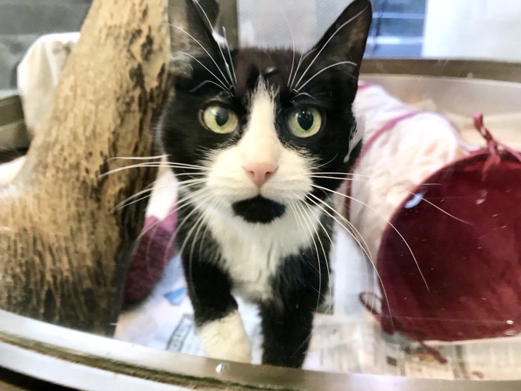 Morris Animal Refuge tweet media