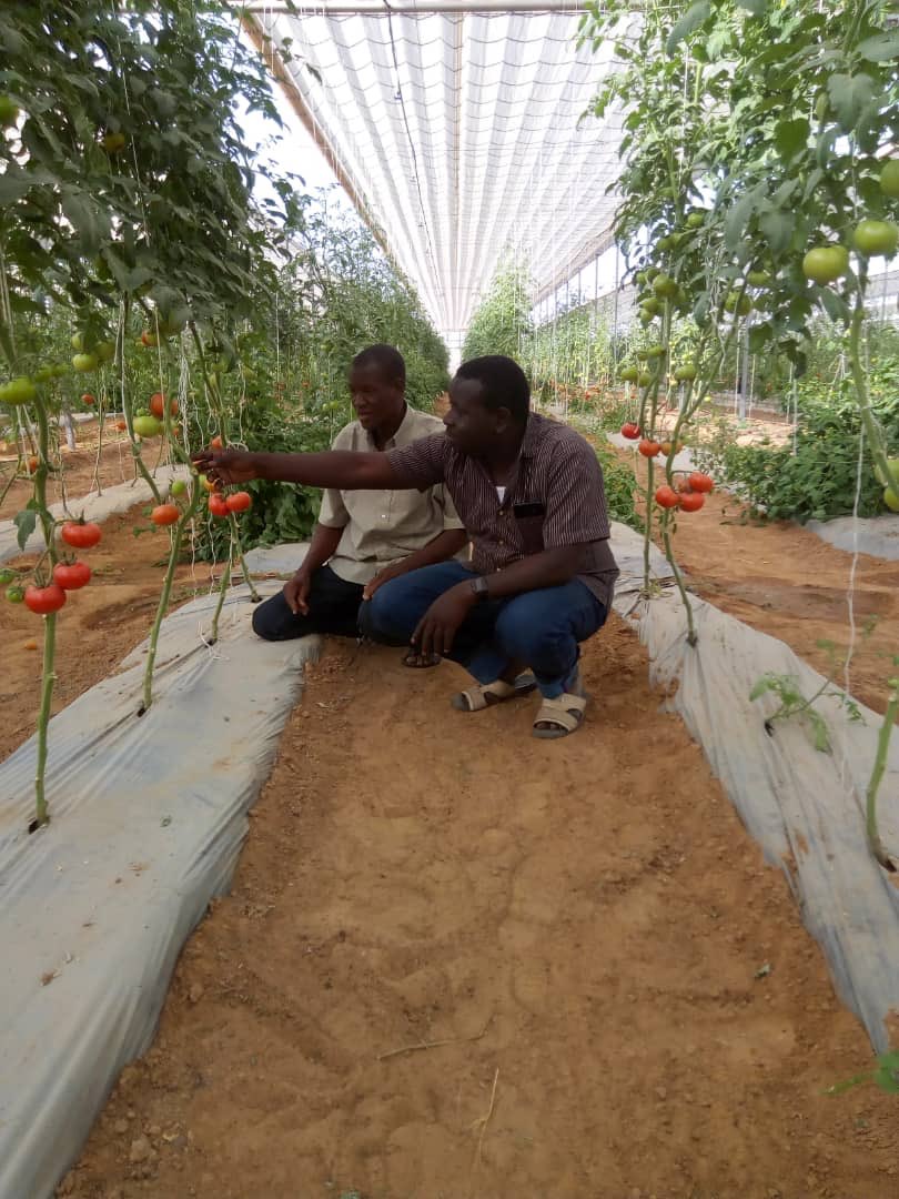 abatchajarawa's tweet photo. Sour taste tomato paste result frm wild tomato type; &amp; concentrate addmixture; #bornostate is growing sweet healthy natural #tomato; along side state of art tomato paste factory , families across the country will very soon enjoy @ ease @KashimSM https://t.co/xWBhe4G5hx