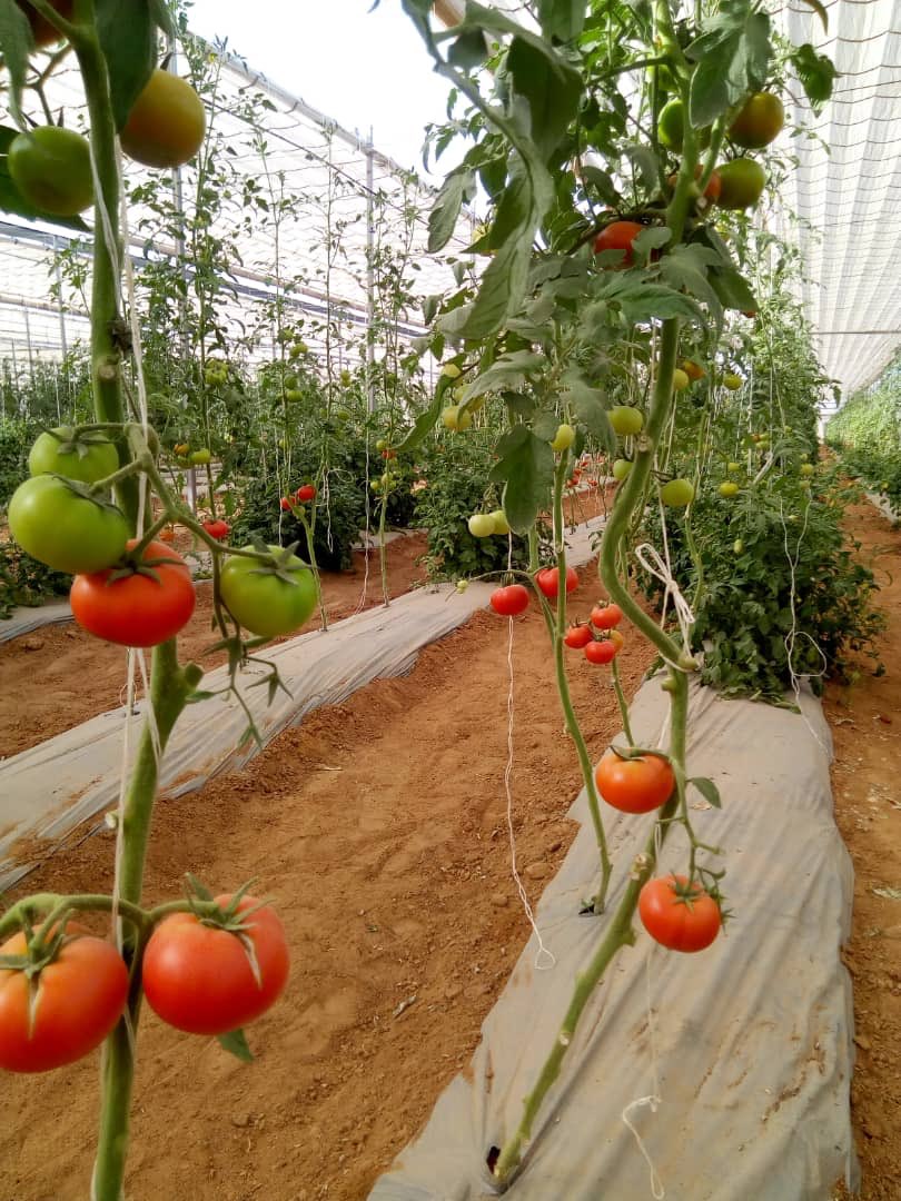 abatchajarawa's tweet photo. Sour taste tomato paste result frm wild tomato type; &amp; concentrate addmixture; #bornostate is growing sweet healthy natural #tomato; along side state of art tomato paste factory , families across the country will very soon enjoy @ ease @KashimSM https://t.co/xWBhe4G5hx