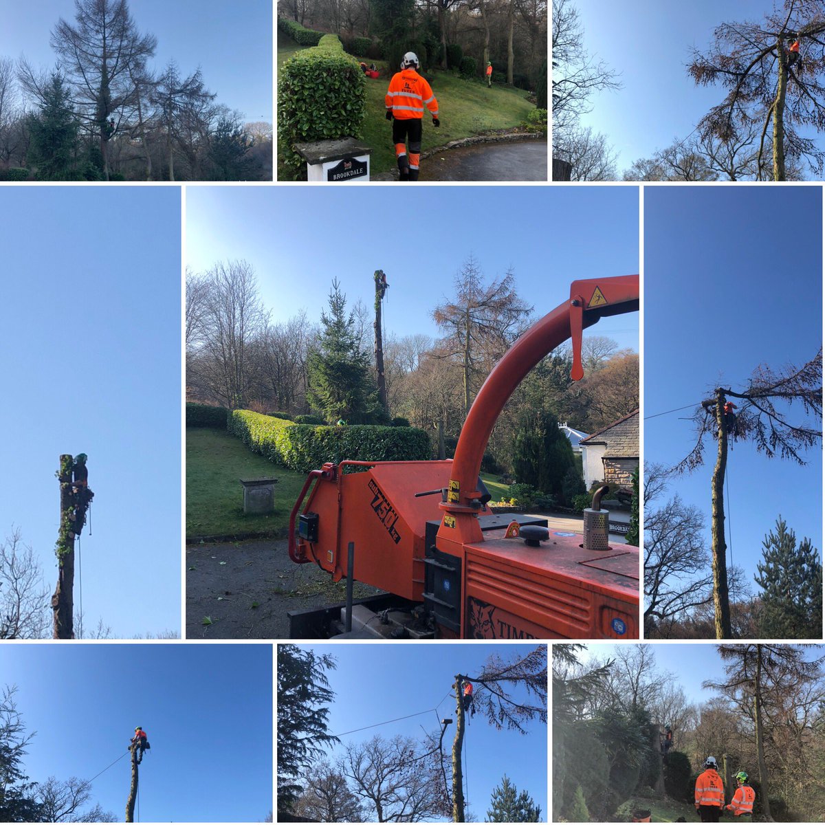 snstrees's tweet photo. Today’s job with Sean, Nick and also greenhorn Luke. A number of larch trees felled with a little bit of speed line work #teamsnstrees #teamsns #snstrees #snstreesuk #treelife #arblife #newmills #highpeak #derbyshirelife #greenhorn #timberwolf #wolfatwork @mytimberwolf https://t.co/GlYOSY62By