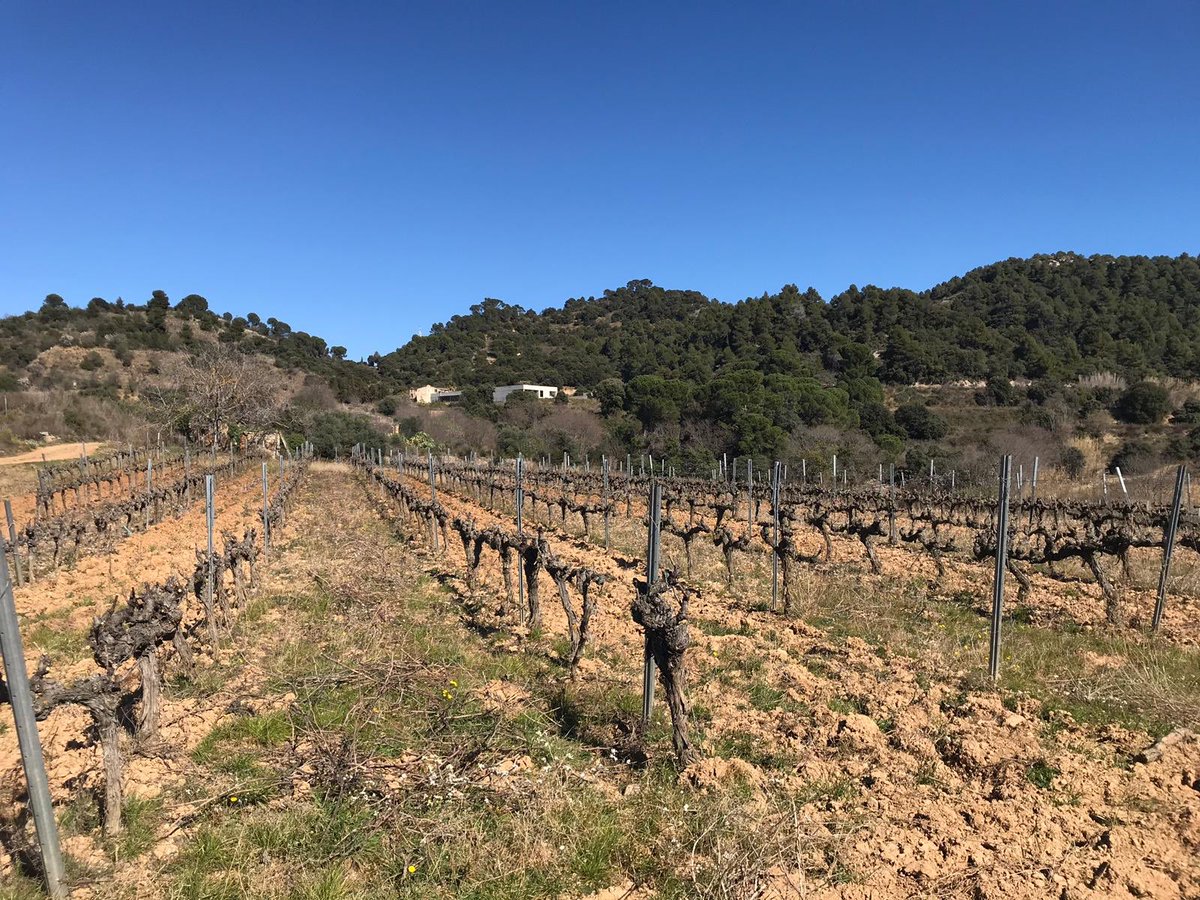 jgrauviticultor's tweet image. Últims dies de poda amb aires de primavera 🌷 #Priorat #pruning #almostspringtime #viticulture