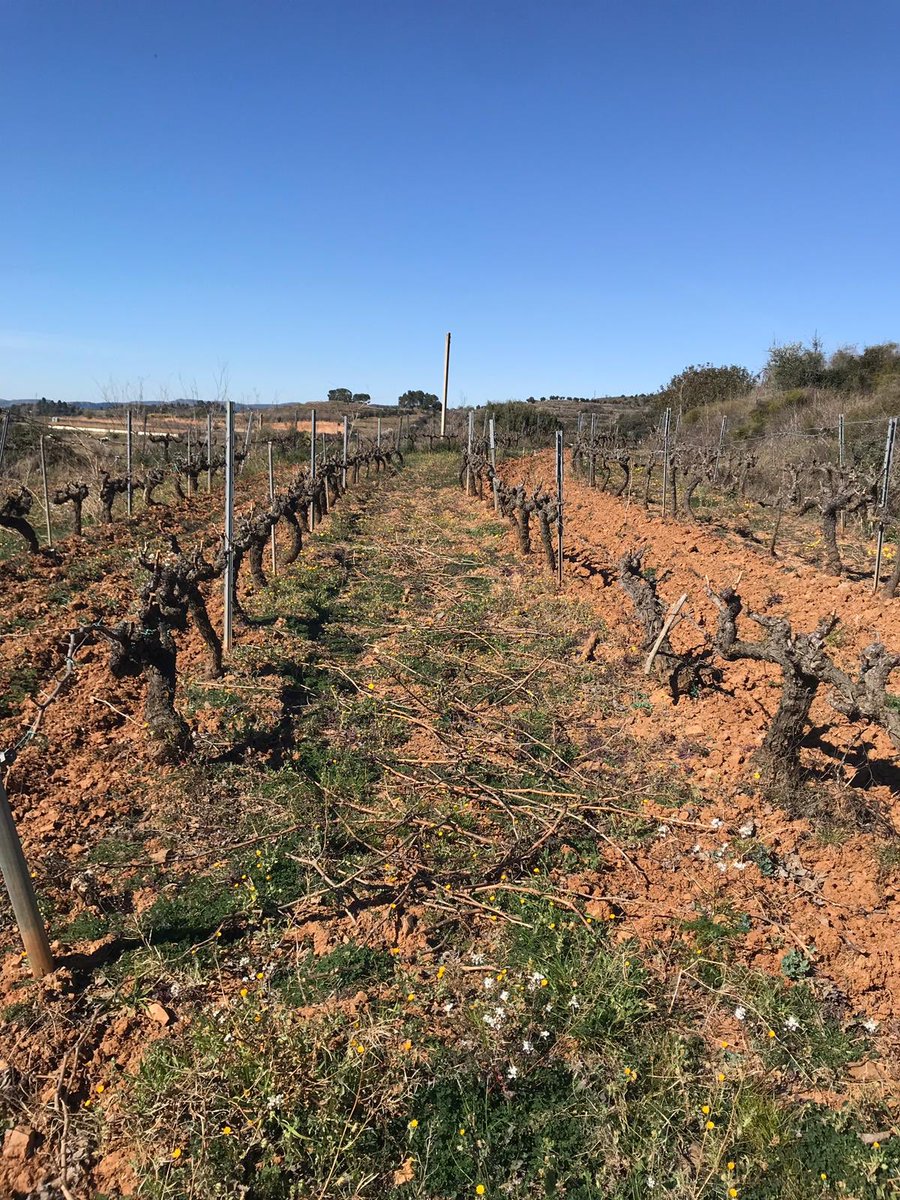 jgrauviticultor's tweet image. Últims dies de poda amb aires de primavera 🌷 #Priorat #pruning #almostspringtime #viticulture
