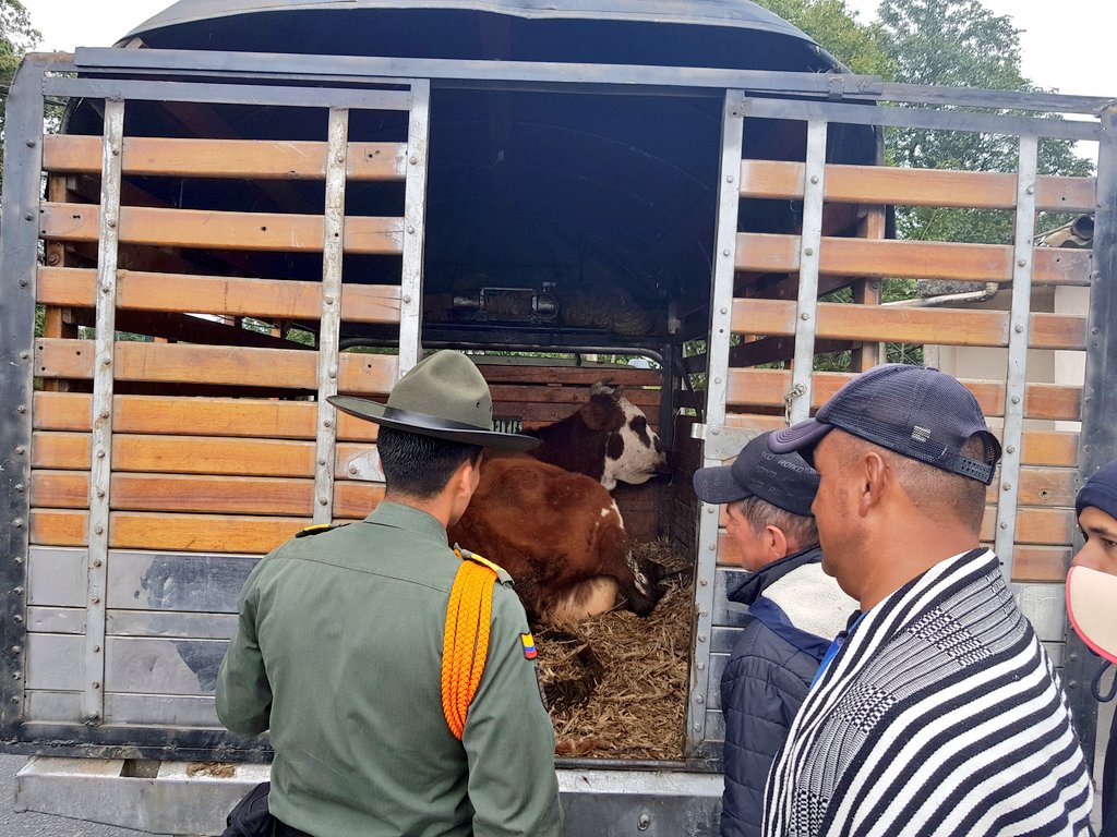 PoliciaStander's tweet photo. #ConstruyendoSeguridad | Con @CarabinerosCol realizamos actividades de control y solicitud de documentos al transporte de semovientes, fortaleciendo la seguridad y contrarrestando el delito de abigeato. #JuntosConElCampo https://t.co/VQfST2vXU3
