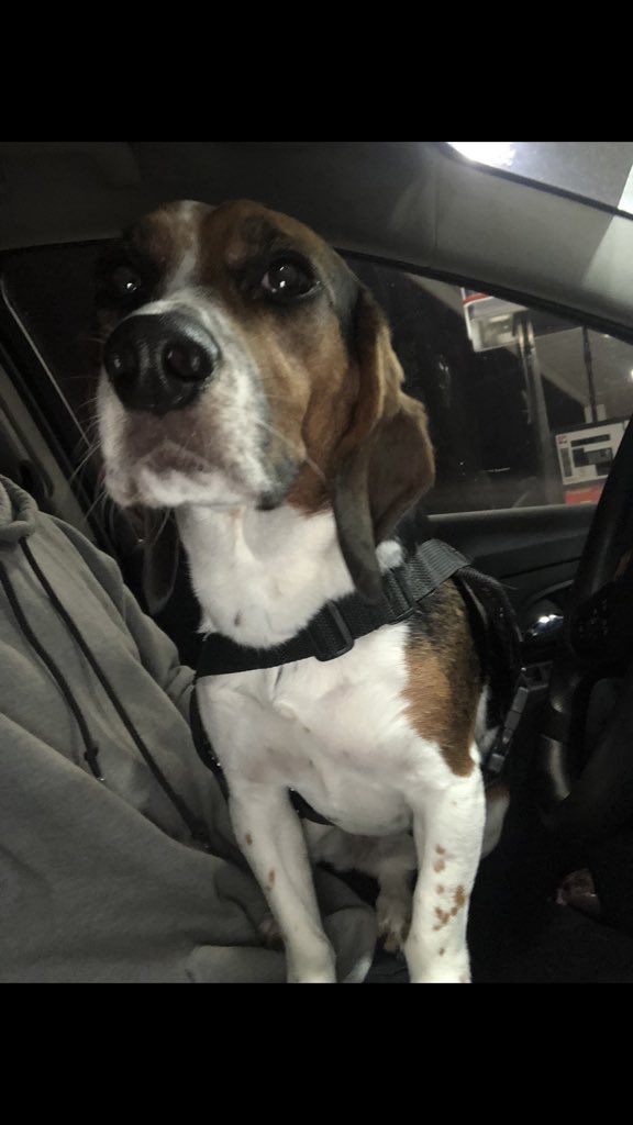 k9_bedbugdetect's tweet photo. Ruby, did an awesome job last night in Omaha. She was rewarded by being able to ride home on my lap. Keep up the hard work, Ruby!

#k9 #detection #omaha #bedbugs #beagle #sweetheart #nebraska #lincoln #ne #greatjob #ruby #quarterly #checks #dogs #shesawesome #lapdog #workingdog https://t.co/7x2NqgBd3w