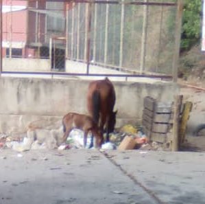 Marco_P13's tweet image. Alguna fundación o persona con terreno interesados en ayudar con una yegua y su potro de apenas 1 mes que andan deambulando en Catia- Caracas? La foto la hizo mi mamá, y como verán, están comiendo basura.
Ayudas con un RT a ver si le llega a la persona correcta?