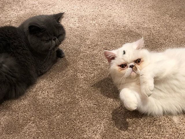 Aloha_Popoki's tweet photo. Aloha! Popoki and Lino’s humans here. We’ve been on a long IG break, as we’ve had so much going on. We’ve moved house, travelled, and been caught up in other stuff. We’ve just moved house again, but because of ongoing building work the boys aren’t with u… https://t.co/waMENVq5N2 https://t.co/eJDsnuCXaX