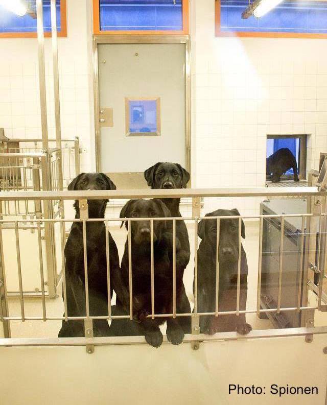 beaglefreedom's tweet image. @seamusdever PLEASE RETWEET – Friday University Gothenburg @uniofgothenburg Sweden intends to KILL 6 dogs they experimented on. We have offered to take the dogs with no response.

Email: mattias.goksor@gu.se, goran.landberg@gu.se, info@sahlgrenska.gu.se, registrator@gu.se