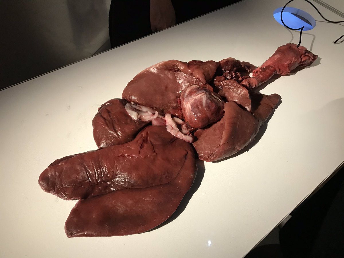 ScienceGallery's tweet photo. Thought provoking, interactive, engaging... we could could have stayed hours in the SPARE PARTS exhibition exploring organ transplantation and tissue regeneration. Congrats @SciGalleryLon team on a beautiful show! https://t.co/XP4XferClP