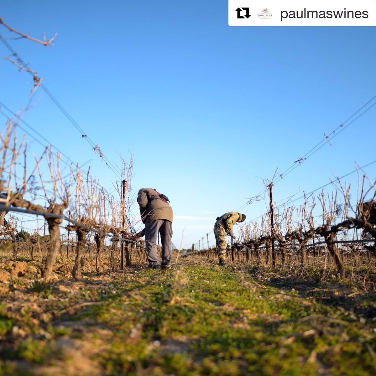 DalleVigne's tweet photo. Anche in Francia, nei vigneti di Maison Vergnes de Martinolles, è tempo di potatura 

#Repost @paulmaswines with @get_repost
・・・
[PRUNING]

That time of the year ☀️ #wines #wine #vino #pruning #winelover #winedestinations #winetasting #winetime #winery #vinho #vin #winelovers https://t.co/wBs0FI4ZRL