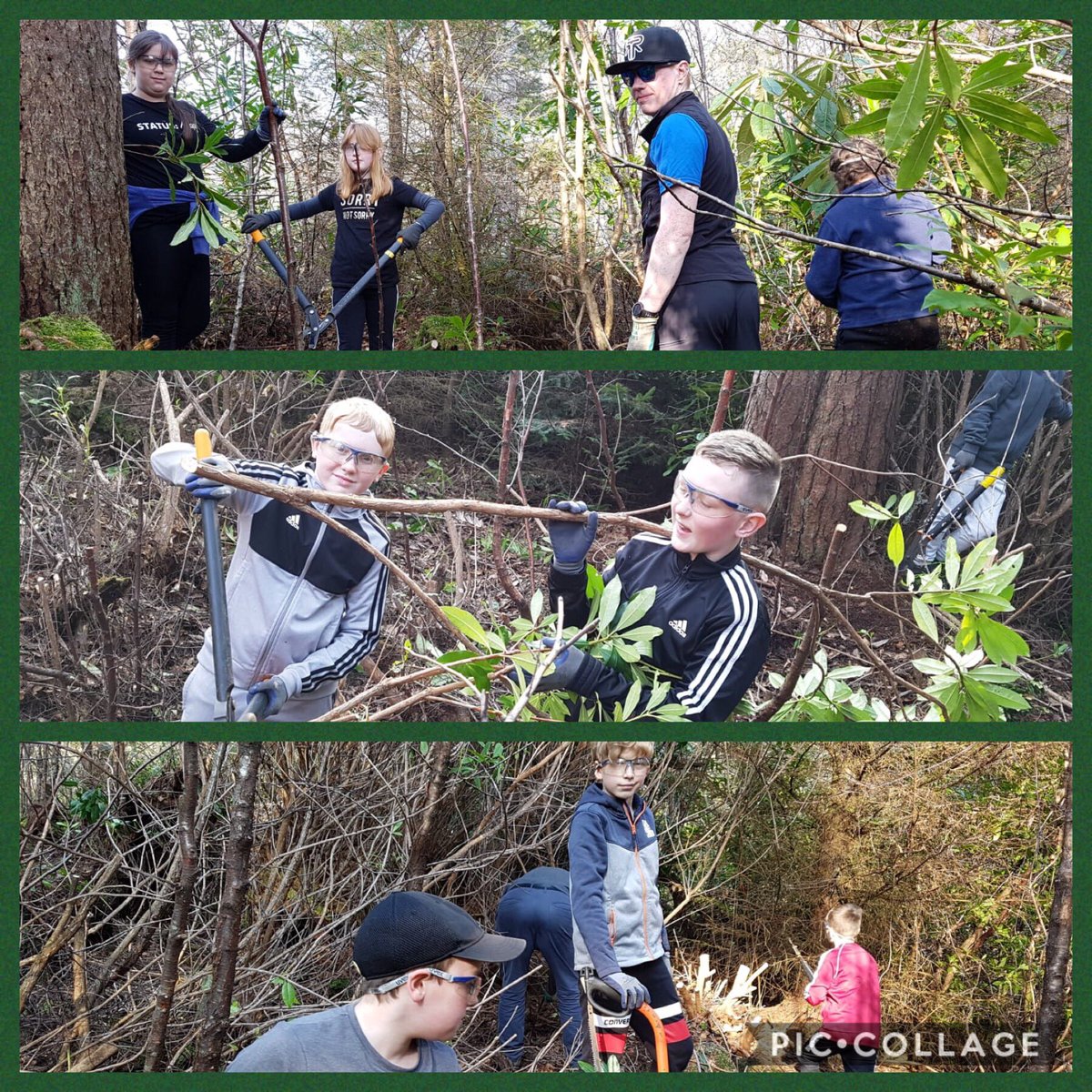 Our #glebies did a superb job of helping the Rangers cut down rhododendron <a href="/BrodickCastle/">Brodick Castle </a> They used bow saws and loppers before setting fire to the wood and roasting marshmallows! They worked their socks off and cleared a huge area allowing different plants to come through 🌳🌿