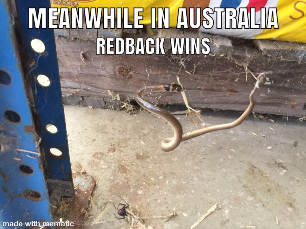 dpcunnington's tweet photo. #meanwhileinaustralia #Australia #redbackvsnake #ruralvic #ABCnews #7News https://t.co/KrL7bbWi8T