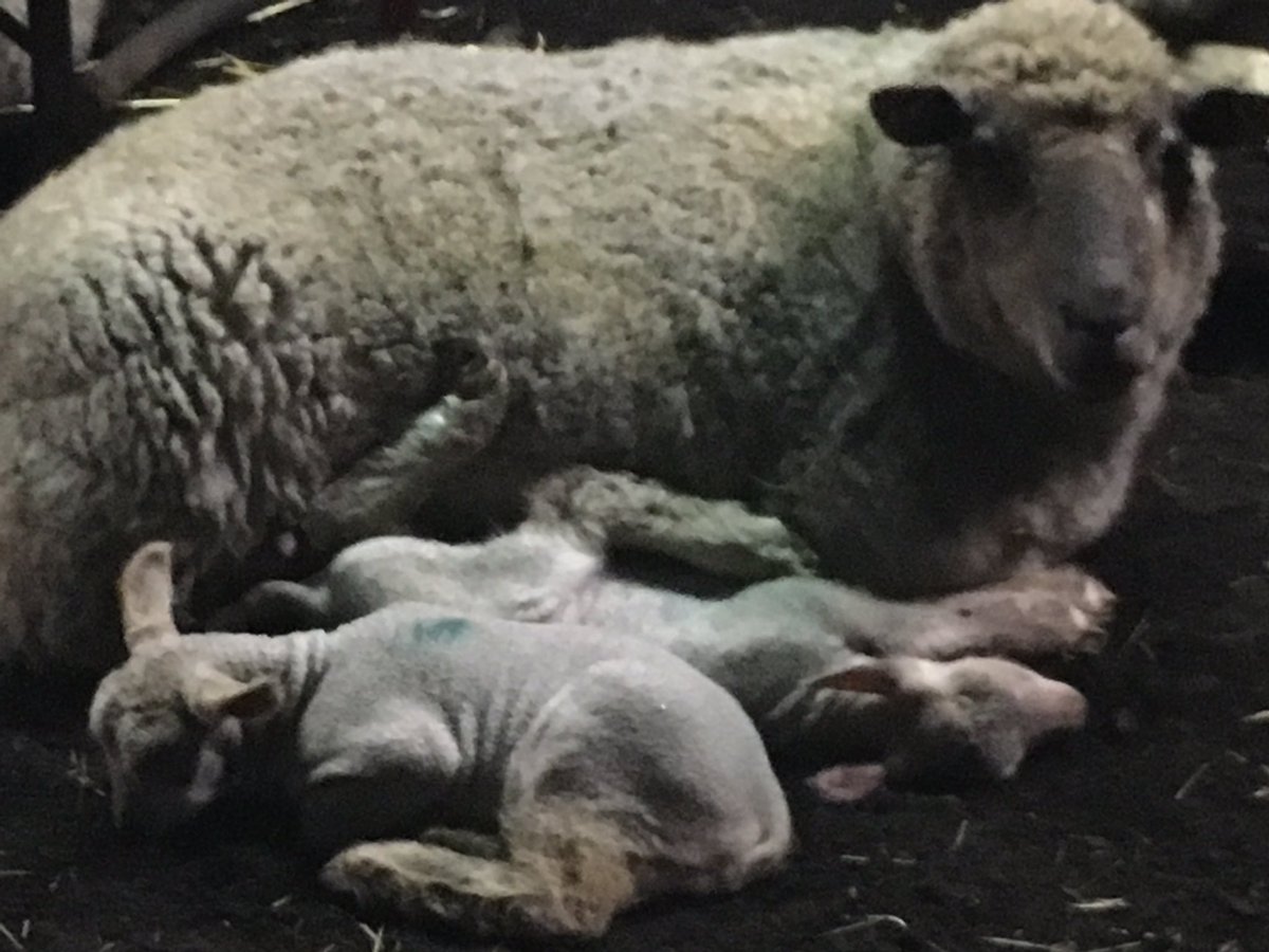 anthony_amburke's tweet photo. The definition of contentment #lambing19 #flyingit #keepthefinewesthercoming https://t.co/djwjpBsn2G