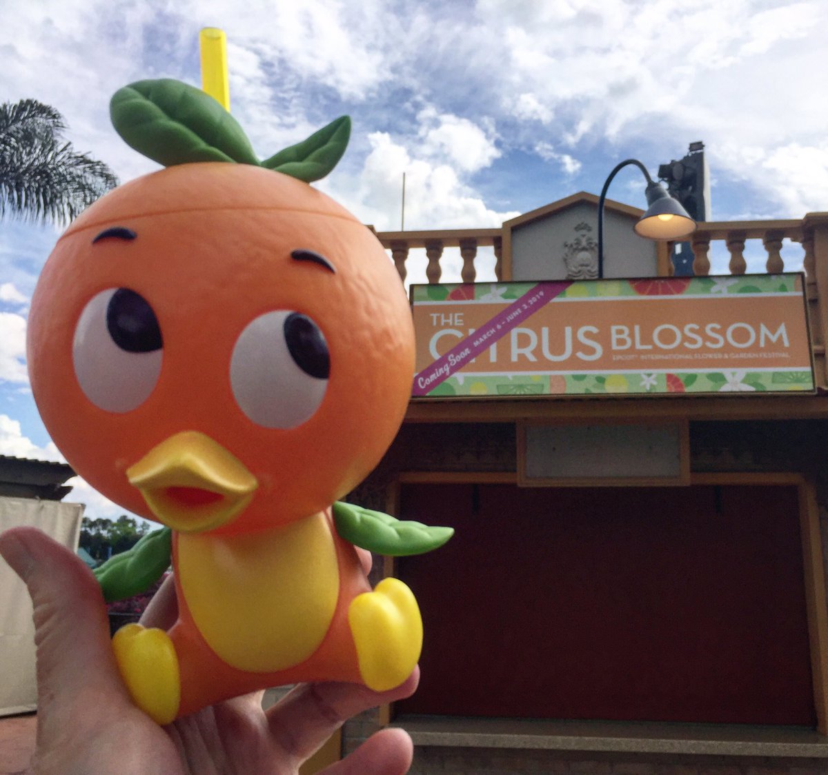 denise at mousesteps on twitter: "i love the new orange bird sipper