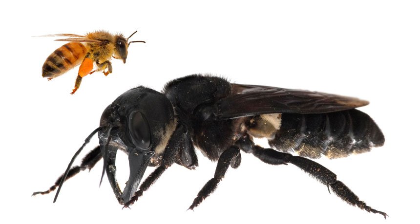 CaraSantaMaria's tweet photo. The world’s largest bee has been rediscovered in Indonesia after 38 years! 🐝
#WorldsLargestBee #Indonesia #MegachilePluto #GiantBee
https://t.co/TNFaAoFRoP https://t.co/jDqO8YzecU