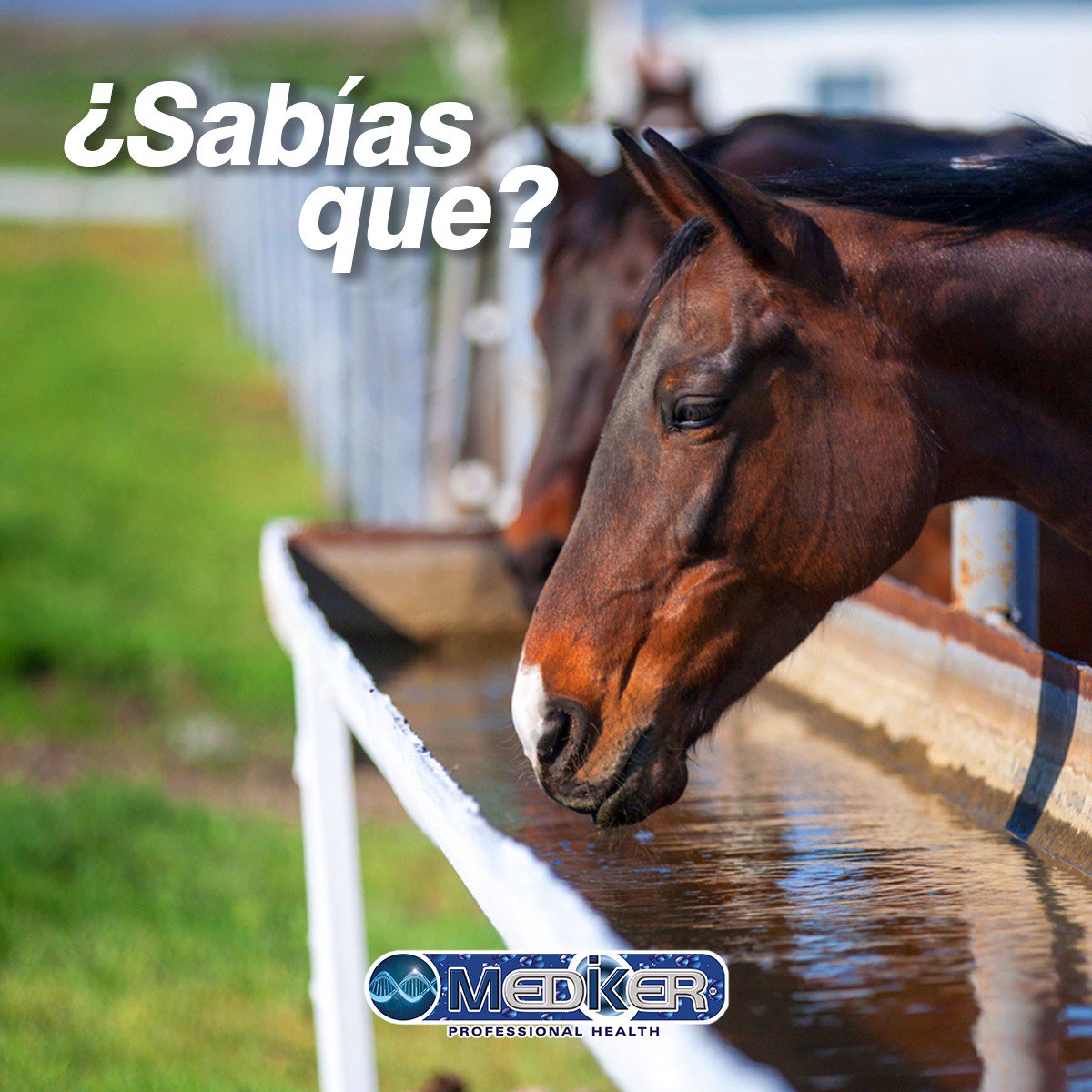 MedikerCPM's tweet photo. ¿Sabías que? Los caballos beben aproximadamente 25 litros de agua al día, llegando incluso a los 40, claro esto dependerá del clima, la estación del año, su actividad física, el tipo de alimento.🐴💦 Mantén bien hidratados a tus caballos. #Mediker #Caballos #MDKR https://t.co/jNXM1XdRlp