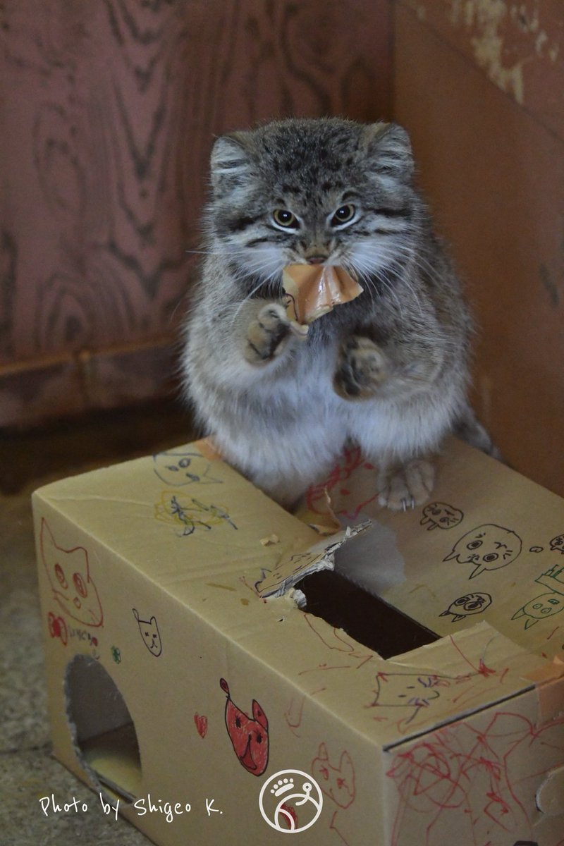 Shigeo K. tweet media