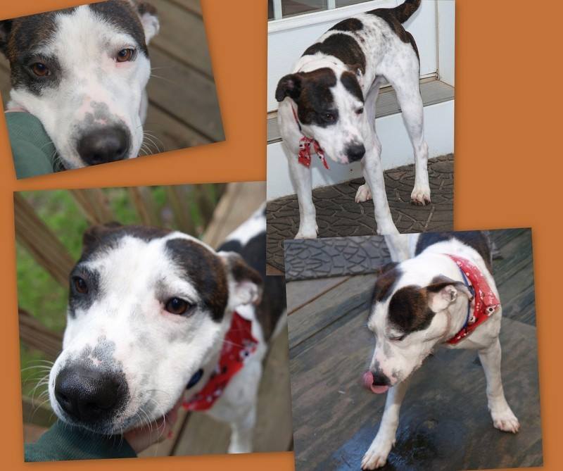 BuddyDogHS's tweet image. #PlzRT
About 2 yrs old #AdoptableDog Milton❤️giving 💋💋&amp;amp; 
getting ear scratches in return! A VERY sweet gentleman rescued from SC.
He&apos;s a sensitive, relaxed soul who needs a calm, loving family💗
Good w/gentle🐕🐕&amp;amp; will do well w/older children
#Sudbury 
#MA 
978-443-6990