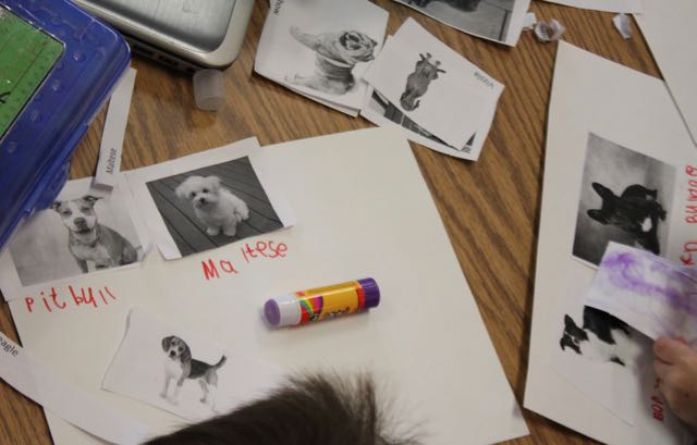 Michael67401741's tweet photo. @UNDEducation Using nonfiction literature to learn about their favorite creatures. UND Teacher Candidates are in the field working directly with young learners #UNDProud @UNDTeachAndLead https://t.co/Bht2Q5mMxy