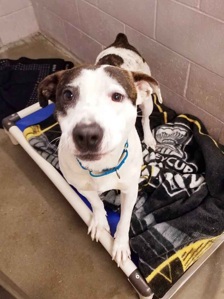 BuddyDogHS's tweet image. #PlzRT
About 2 yrs old #AdoptableDog Milton❤️giving 💋💋&amp;amp; 
getting ear scratches in return! A VERY sweet gentleman rescued from SC.
He&apos;s a sensitive, relaxed soul who needs a calm, loving family💗
Good w/gentle🐕🐕&amp;amp; will do well w/older children
#Sudbury 
#MA 
978-443-6990