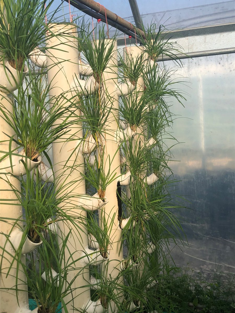 ampagronomy's tweet photo. It’s amazing to see and experience the many purposes of #AmpAgronomy. From #turfgrass to #agriculture, #CatalystTechnology makes it possible for plants to meet their full genetic potential, enabling them to outperform plants grown with traditional fertilizer. 🦠 https://t.co/egD5MDZlYO