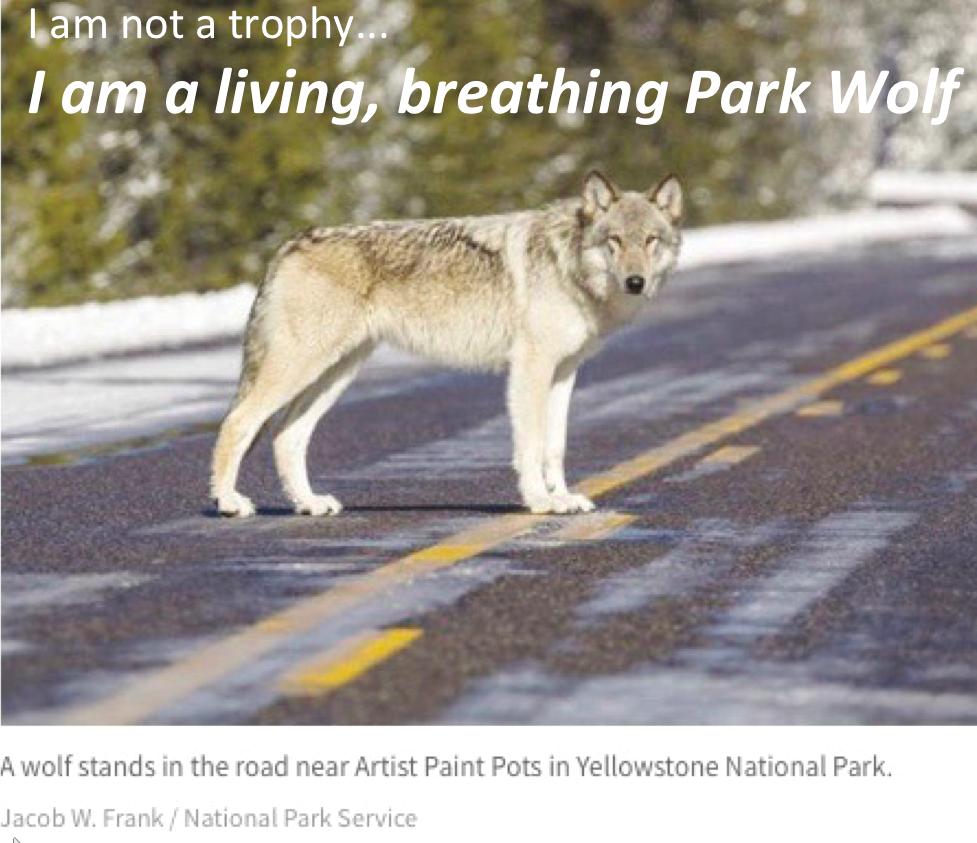 YellowstoneWolves tweet media