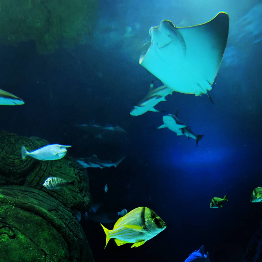 Love the smiley rays <a href="/SEALIFEManc/">SEA LIFE Manchester</a> 😍 #workbuddies