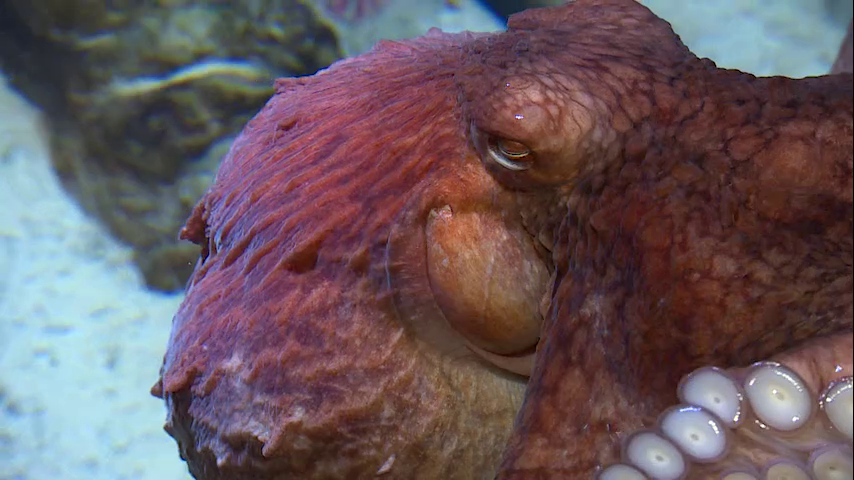 Chronicle5's tweet photo. The hazards for him at work @NEAQ - the eight arms and the 108 suckers on each of his colleagues "I play with Octopus, what can I tell you?" @NEstaphan #wackywork @anthonyeverett @shaynaseymour 7:30 #wcvb https://t.co/H1ogl3CAer