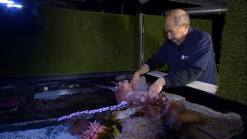 Chronicle5's tweet photo. The hazards for him at work @NEAQ - the eight arms and the 108 suckers on each of his colleagues "I play with Octopus, what can I tell you?" @NEstaphan #wackywork @anthonyeverett @shaynaseymour 7:30 #wcvb https://t.co/H1ogl3CAer