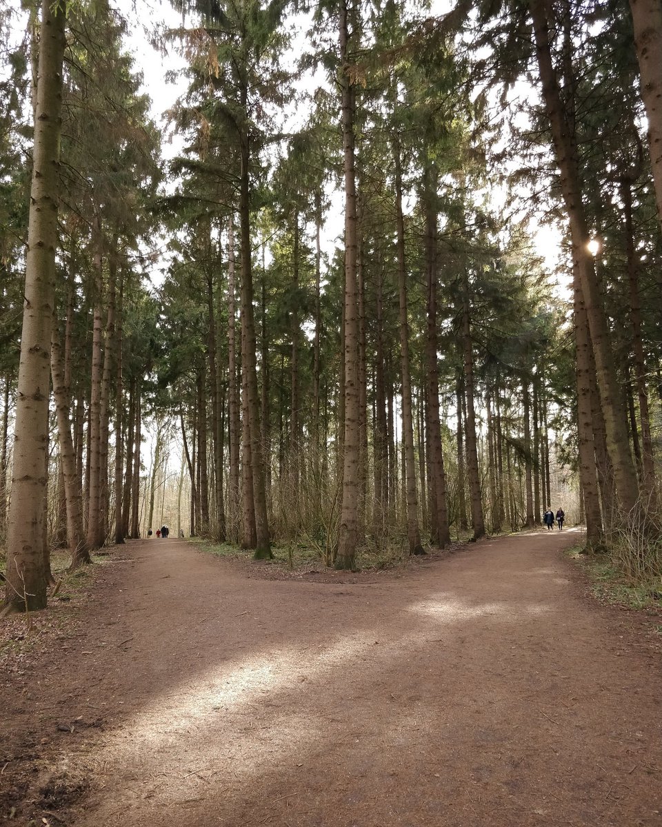 #nature in the #city #amsterdamsebos #winterday #sunnyday #woods #trees #walking #green #photography #photo #picture