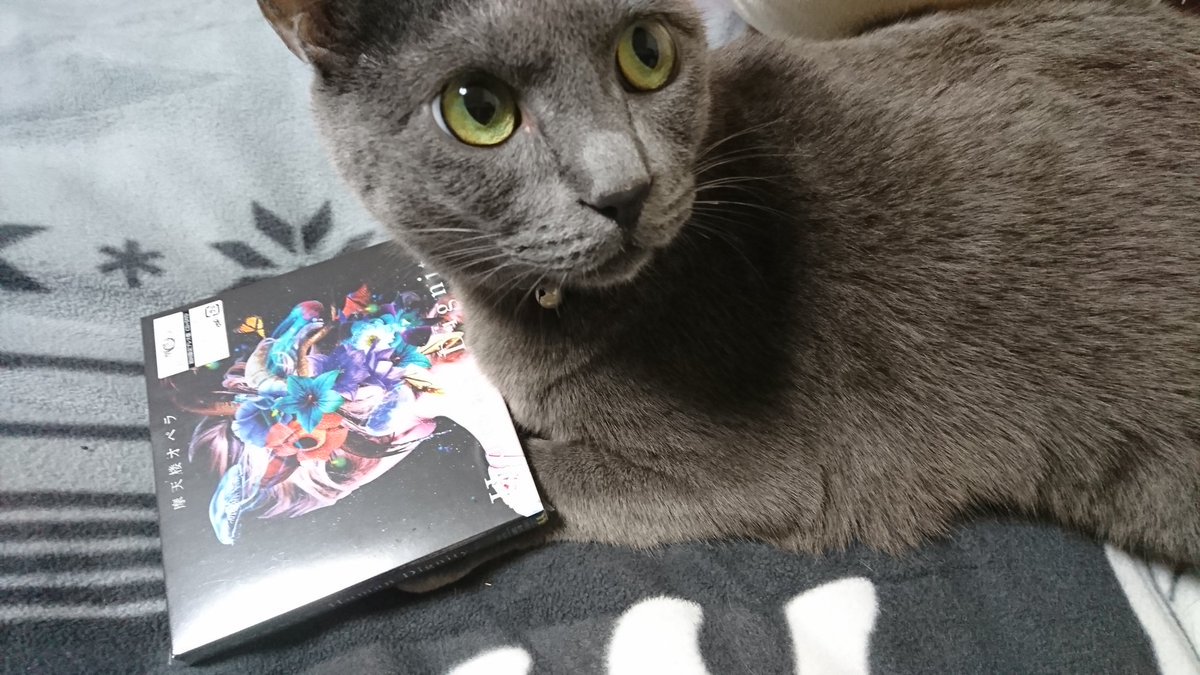 MatenrouOperaNA's tweet photo. Kedama celebrating the release of the new Matenrou Opera album Human Dignity with his Dad. He's been up all night waiting for it to be released, and he looks exhausted! (Not a true story, but he does look tired)
#matenrouopera #kedamakun #operayo #humandignity #music https://t.co/yfmsGj3EaY