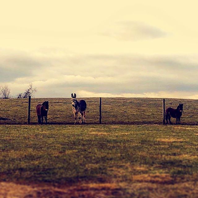 My furry loves 💙 *
*
#highknobhill #tommyboy #tommythedonkey #biscuitandgravy #biscuit #gravy #tommy #minimules #donkey #donkeysofinstagram #donkeyoftheday #mulesofinstagram #muleoftheday #myfurrybabies #life #love ift.tt/2EgTMGk