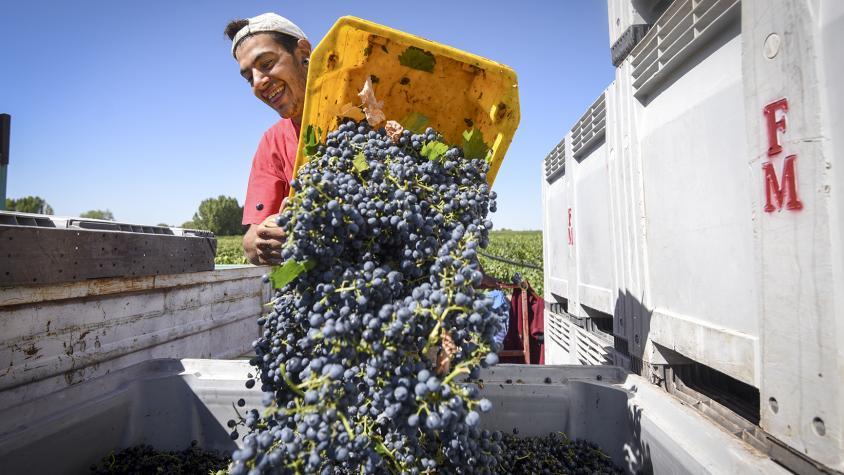 ⚡️🍇Furia viñatera por la reglamentación de contratos de compraventa de uva: la ley del león que terminó en gatito bit.ly/2BVMc3c / vía <a href="/mdzonline/">Seguinos en @mdzol</a>