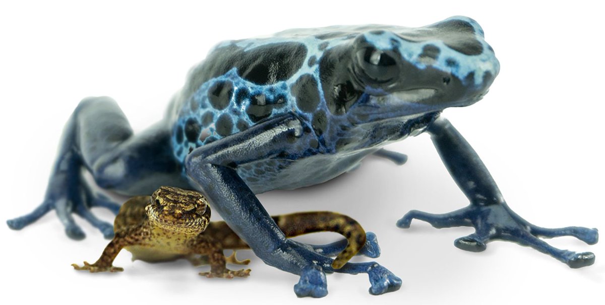Mourning Geckos make good companions for large dart frogs. 

Read our blog about this pairing: buff.ly/2X82VcE
Buy a Mourning Gecko here: buff.ly/2ElVasW