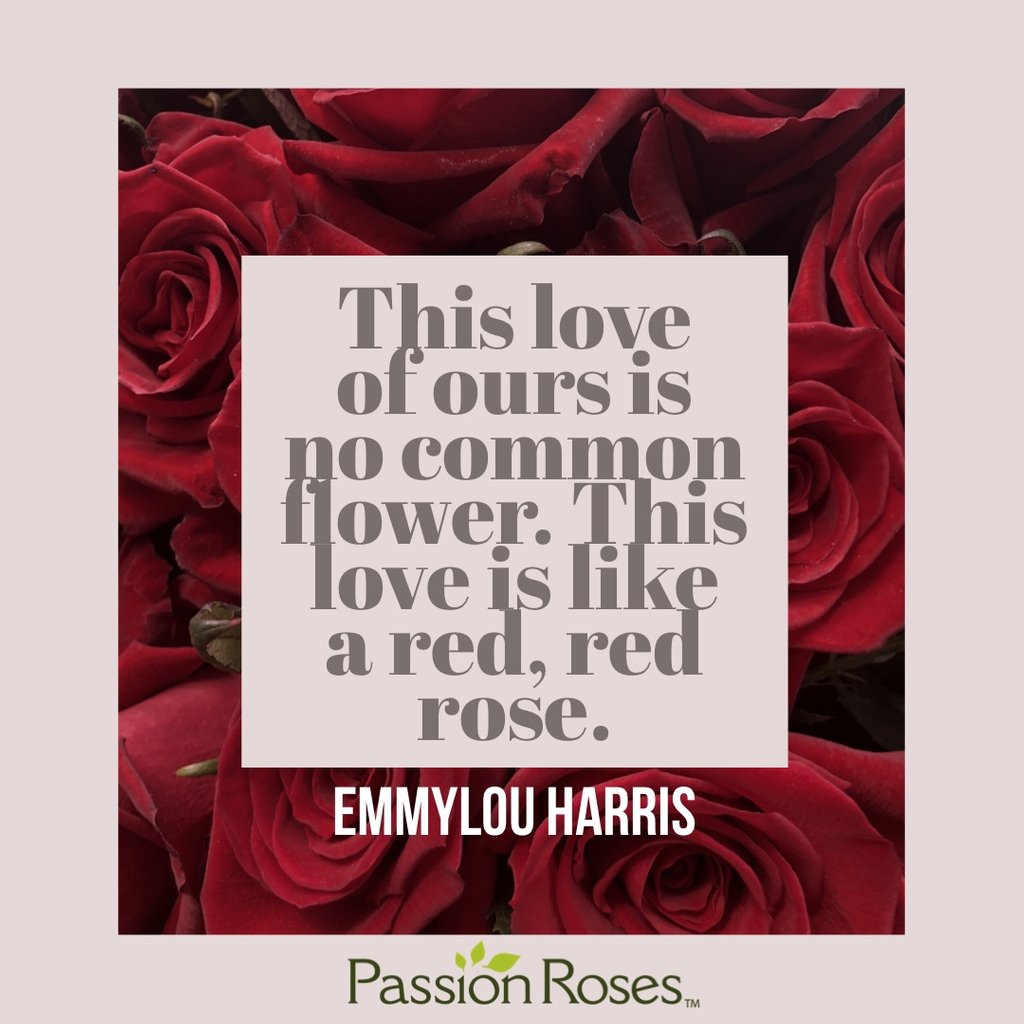passionroses's tweet photo. #rose #rosequote #passionroses #passiongrowers #flowerstagram #flowers #roses #flower #quoteoftheday #instagood #lifestyle #instaquote #emmylouharris #songlyrics #beautiful #happy https://t.co/pjRut7r82t