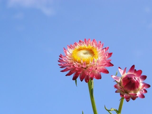 アルビオン Albion 公式 على تويتر おはようございます 今日の誕生花は ヘリクリサム 花言葉は 永遠の思い出 です この 花言葉は 乾燥させてドライフラワーにしても その美しさが続く花姿からちなんでいるのだとか ひとつでも多く 美しく褪せない アルビオン Albion 公式 على تويتر おはようございます 今日の誕生花は ヘリクリサム 花言葉は 永遠の思い出 です この 花言葉は 乾燥させてドライフラワーにしても その美しさが続く花姿からちなんでいるのだとか ひとつでも多く 美しく褪せない