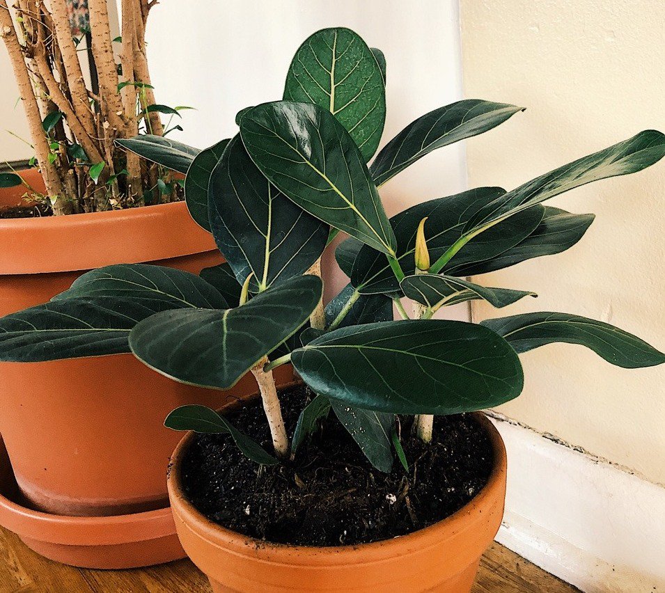 Фикус бенгальский (лат. Ficus bengalesis)