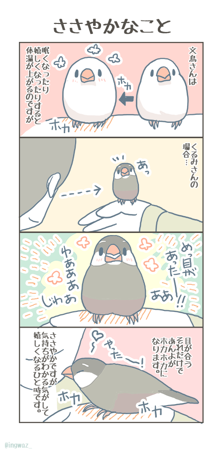 とてもささやかなことであんよが熱くなると、こちらも胸がいっぱいになります。
#buncho #javasparrow #文鳥