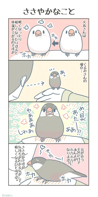 とてもささやかなことであんよが熱くなると、こちらも胸がいっぱいになります。

#buncho #javasparrow #文鳥 