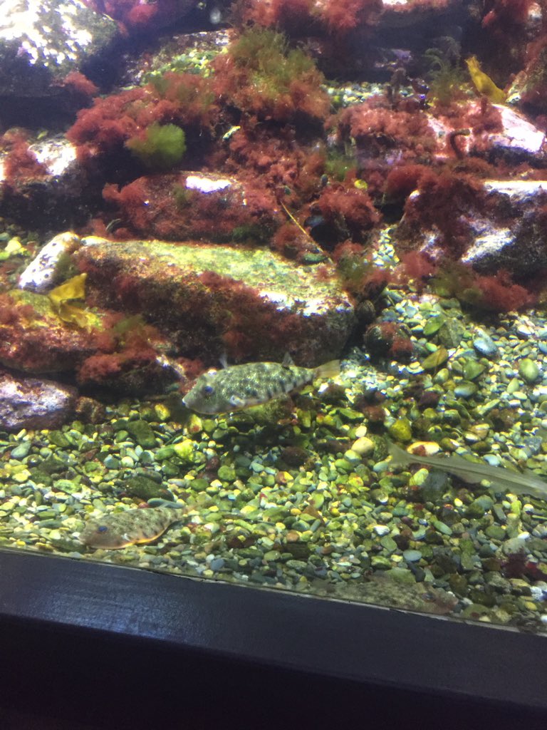 FluffersWorld's tweet photo. Aquarium https://t.co/4hyfabqA36
