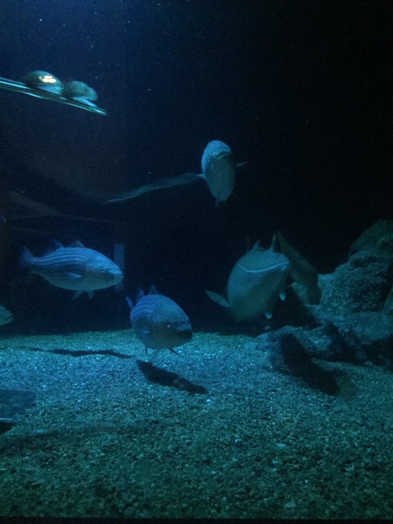 FluffersWorld's tweet photo. Aquarium https://t.co/4hyfabqA36
