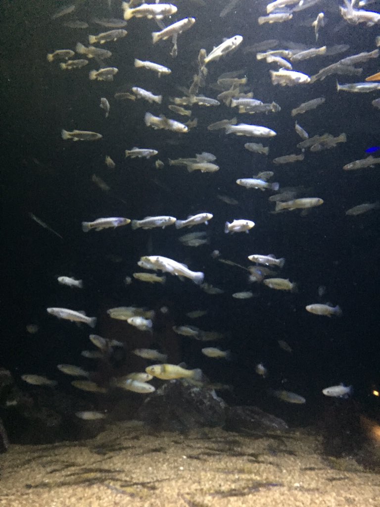 FluffersWorld's tweet photo. Aquarium https://t.co/4hyfabqA36