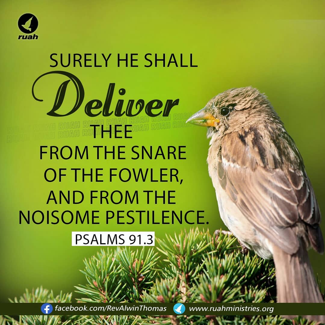 Alwin Thomas on Twitter: "Surely he shall deliver thee from the snare of  the fowler, and from the noisome pestilence. Psalm 91:3(KJV) #dailybreath  #ruah #ruahchurch #ruahministries #promiseverse #promiseoftheday  #blessingword #wordofgod #surely #deliver #