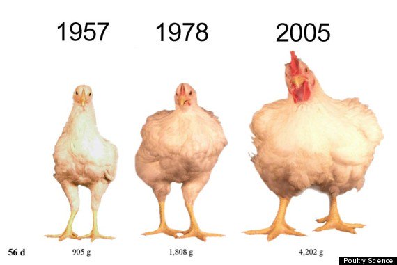 FarmersForAdvo's tweet photo. Factory farming has become a new way of bringing up chickens. Humans have molded and changed chickens dramatically. From how quickly they grow to how often they lay their eggs. But just because we can don't mean we should! #AnimalRights https://t.co/7stfv7AQkg