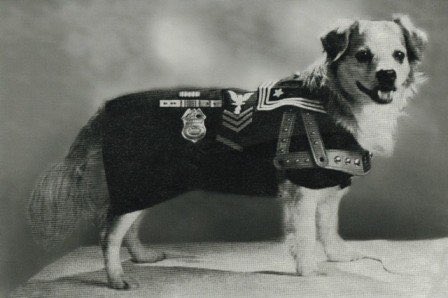 ussiowa's tweet photo. Do you know the story of Mascot First Class, Vicky the Dog? 🐶
Click here to read about this troublemaker’s service on board the USS IOWA!
https://t.co/ZrG9QOePtq
#whiskerswednesday #ussiowa #battleship #shipmuseum #furryfriends #woofwoofwednesday https://t.co/5V0SZuEn2H