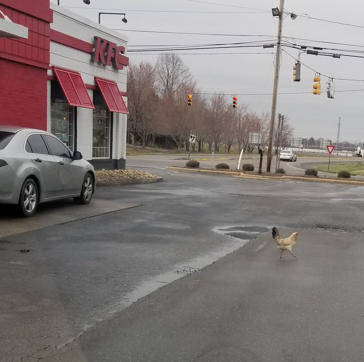 KellyK_Petry's tweet photo. WE'VE GOT A RUNNER!!! 

Went to pick up dinner earlier today, and I'm thinking one of them escaped 😂

#WhenKFCSaysTheyHaveFreshChicken #ALittleTooFresh #ChickenWasHavingNoneOfIt #OuttaThere 

@kfc @WBTV_News https://t.co/kaPnWTHbmF